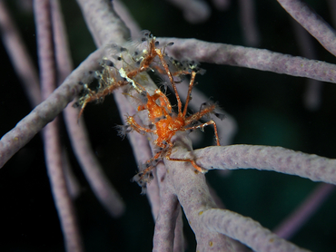 Shortfinger Neck Crab - Podochela sidneyi - Belize