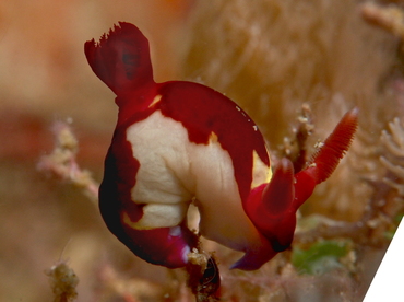 Chamberlain's Nembrotha - Nembrotha chamberlaini - Anilao, Philippines
