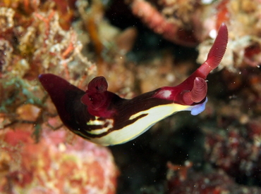 Chamberlain's Nembrotha - Nembrotha chamberlaini - Anilao, Philippines