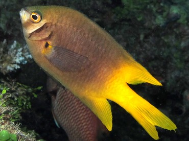 Black-and-Gold Damselfish - Neoglyphidodon nigroris - Palau