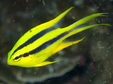 Black-and-Gold Damselfish - Neoglyphidodon nigroris - Dumaguete, Philippines