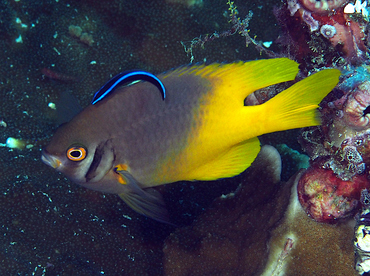 Black-and-Gold Damselfish - Neoglyphidodon nigroris - Wakatobi, Indonesia