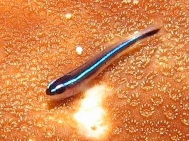 Caribbean Neon Goby - Elactinus lobeli - Roatan, Honduras