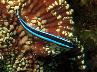 Caribbean Neon Goby - Elactinus lobeli - Roatan, Honduras