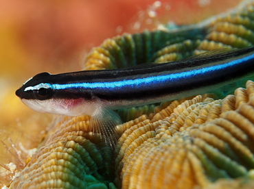 Caribbean Neon Goby - Elactinus lobeli - Belize