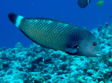 Rockmover Wrasse - Novaculichthys taeniourus - Big Island, Hawaii