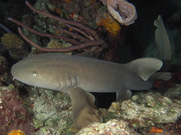 Nurse Shark - Ginglymostoma cirratum - The Exumas, Bahamas