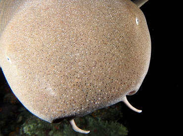 Nurse Shark - Ginglymostoma cirratum - The Exumas, Bahamas