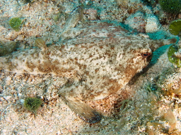 Shortnose Batfish - Ogcocephalus nasutus - Belize