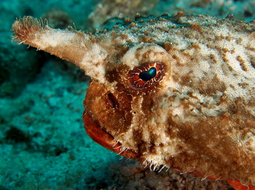 Shortnose Batfish - Ogcocephalus nasutus - Belize