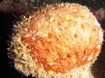 Orange Ball Sponge - Cinachyrella alloclada - Roatan, Honduras