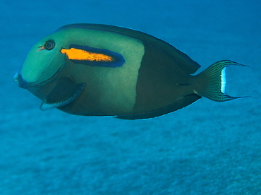 Orangeband Surgeonfish - Acanthurus olivaceus - Big Island, Hawaii