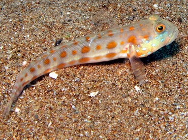 Orange-Dashed Goby - Valenciennea puellaris - Dumaguete, Philippines