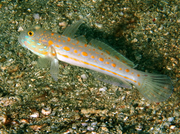 Orange-Dashed Goby - Valenciennea puellaris - Anilao, Philippines