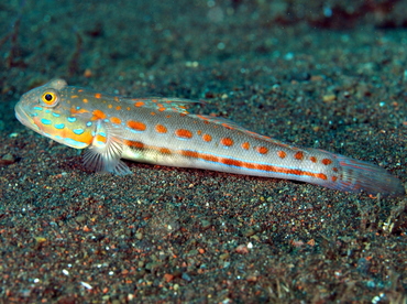 Orange-Dashed Goby - Valenciennea puellaris - Bali, Indonesia