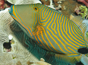 Orange-Lined Triggerfish - Balistapus undulatus - Wakatobi, Indonesia