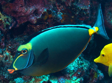 Orangespine Unicornfish - Naso lituratus - Big Island, Hawaii