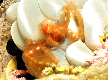 Orangutan Crab - Oncinopus sp. 1 - Dumaguete, Philippines