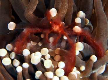 Orangutan Crab - Oncinopus sp. 1 - Anilao, Philippines