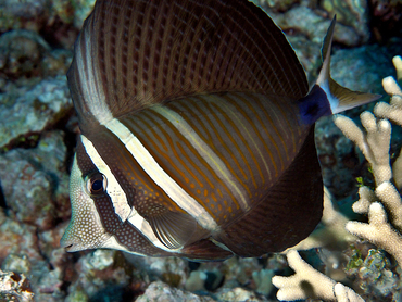 Pacific Sailfin Tang - Zebrasoma veliferum - Great Barrier Reef, Australia