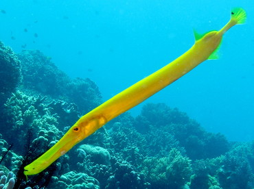 Pacific Trumpetfish - Aulostomus chinensis - Dumaguete, Philippines