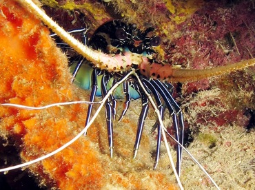 Painted Spiny Lobster - Palinurus versicolor - Dumaguete, Philippines