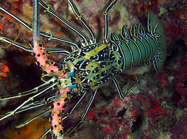 Painted Spiny Lobster - Palinurus versicolor - Wakatobi, Indonesia