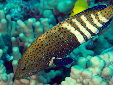 Peacock Grouper - Cephalopholis argus - Big Island, Hawaii