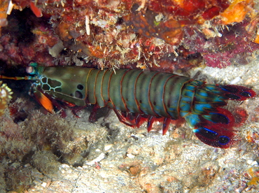 Peacock Mantis Shrimp - Odontodactylus scyllarus - Anilao, Philippines