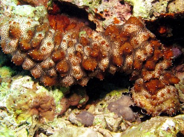 Graeffe's Sea Cucumber - Pearsonothuria graeffei - Dumaguete, Philippines