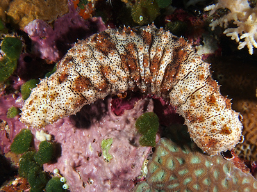 Graeffe's Sea Cucumber - Pearsonothuria graeffei - Wakatobi, Indonesia