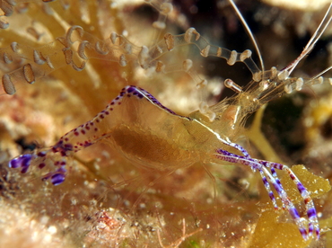 Pederson Cleaner Shrimp - Ancylomenes pedersoni - Cozumel, Mexico