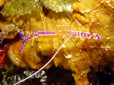 Pederson Cleaner Shrimp - Ancylomenes pedersoni - Grand Cayman