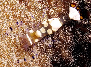 Peacock-Tail Anemone Shrimp - Periclimenes brevicarpalis - Yap, Micronesia