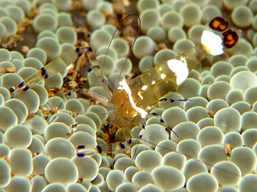 Peacock-Tail Anemone Shrimp - Periclimenes brevicarpalis - Dumaguete, Philippines