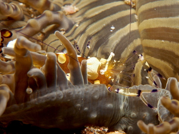 Peacock-Tail Anemone Shrimp - Periclimenes brevicarpalis - Lembeh Strait, Indonesia