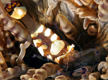 Peacock-Tail Anemone Shrimp - Periclimenes brevicarpalis - Bali, Indonesia
