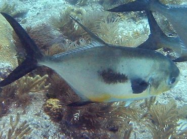 Permit - Trachinotus falcatus - Key Largo, Florida