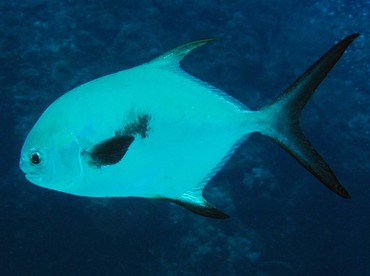 Permit - Trachinotus falcatus - Cozumel, Mexico