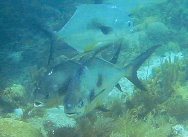 Permit - Trachinotus falcatus - Key Largo, Florida