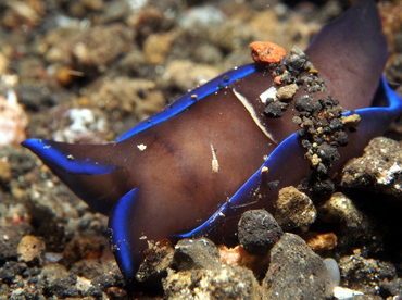 Gardiner's Headshield Slug - Philinopsis gardineri - Lembeh Strait, Indonesia