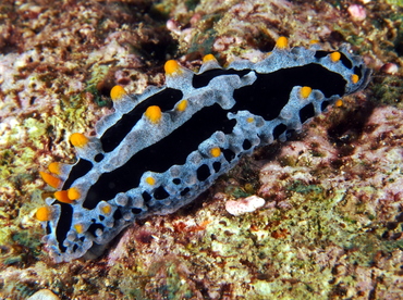 Sky Blue Phyllidia - Phyllidia coelestis - Fiji