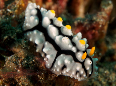 Elegant Phyllidia - Phyllidia elegans - Bali, Indonesia