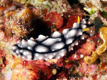 Elegant Phyllidia - Phyllidia elegans - Wakatobi, Indonesia