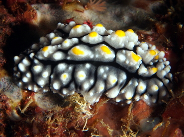 Elegant Phyllidia - Phyllidia elegans - Anilao, Philippines