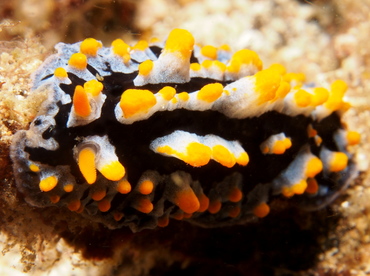 Sea Blue Phyllidia - Phyllidia marindica - Lembeh Strait, Indonesia