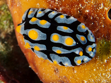 Painted Phyllidia - Phyllidia picta - Wakatobi, Indonesia