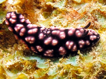 Pimpled Phyllidiella - Phyllidiella pustulosa - Yap, Micronesia