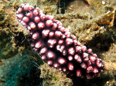 Pimpled Phyllidiella - Phyllidiella pustulosa - Dumaguete, Philippines