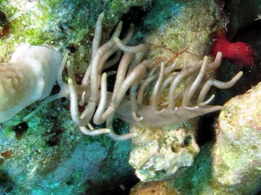 Yellow-Tipped Phyllodesmium - Phyllodesmium briareum - Dumaguete, Philippines